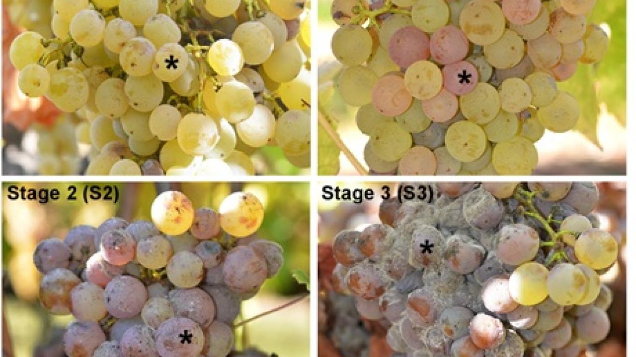 Grapes in different stages