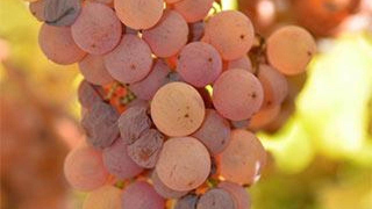 A cluster of grapes turning red and purple
