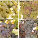 Grapes in different stages