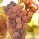 A cluster of grapes turning red and purple